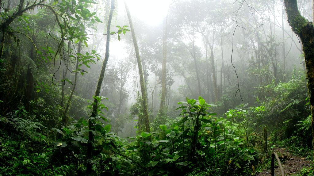 E agora? O que fazer com o CO2 que produzimos?